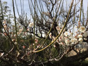 三戸邸お庭の梅