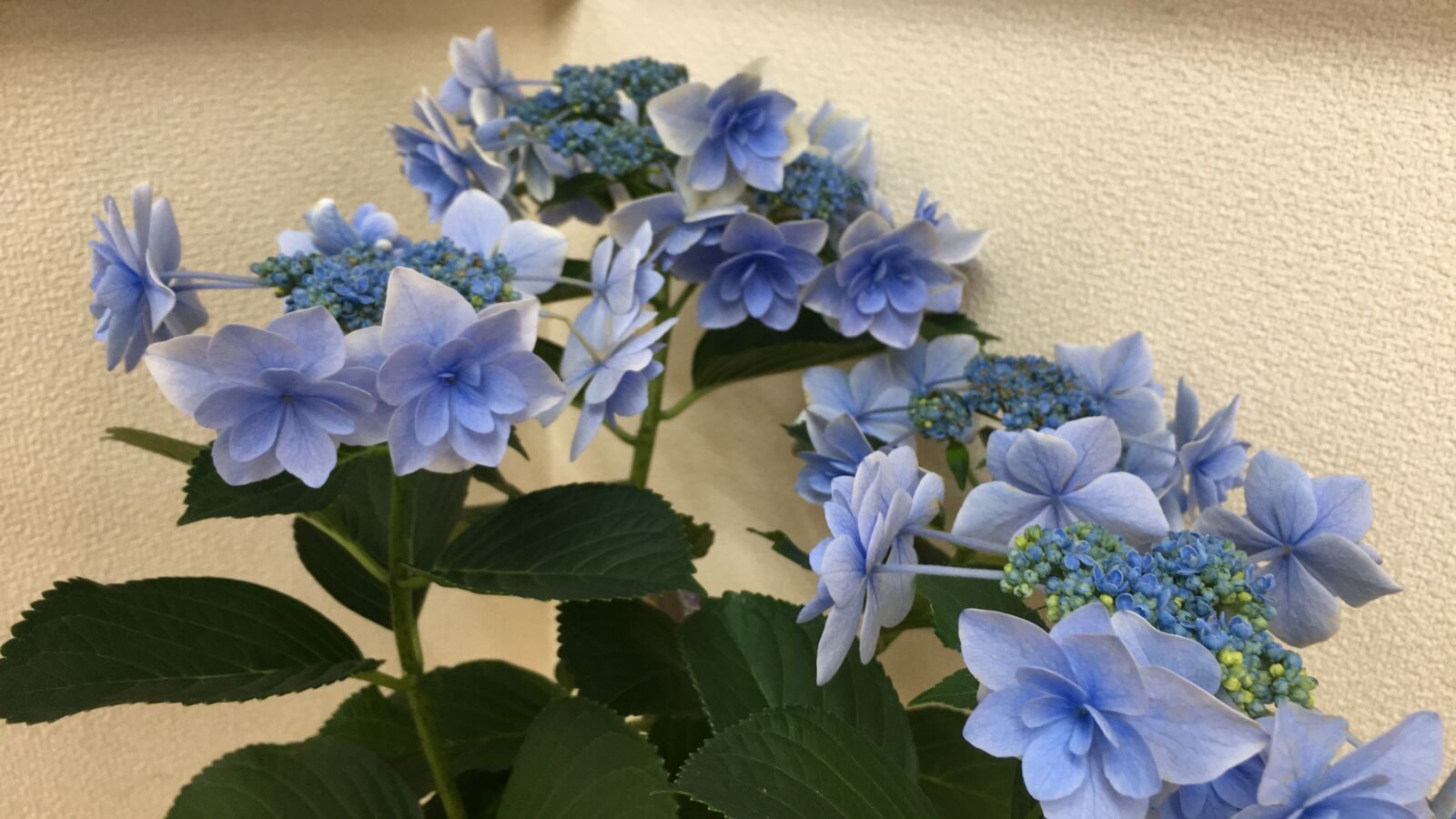 可児市土田、紫陽花のお花