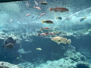 可児市土田、沖縄旅行